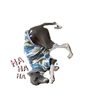イタグレ(COW)2（個別スタンプ：6）
