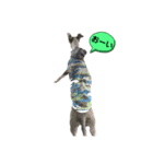 イタグレ(COW)2（個別スタンプ：7）