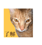 どーもちゃちゃまるです。（個別スタンプ：3）