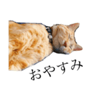 どーもちゃちゃまるです。（個別スタンプ：6）