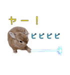 小うさぎたくさんまとめてみた！（個別スタンプ：1）