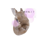 小うさぎたくさんまとめてみた！（個別スタンプ：9）