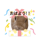 小うさぎたくさんまとめてみた！（個別スタンプ：16）