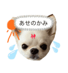ぽこちゃんスタンプ！3（個別スタンプ：5）