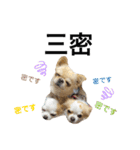 ぷー一家（個別スタンプ：26）