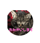 ピァちゃん（個別スタンプ：1）