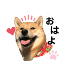 柴犬むぎのスタンプ（個別スタンプ：1）