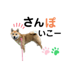 柴犬むぎのスタンプ（個別スタンプ：4）