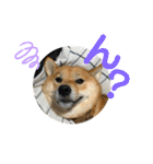 柴犬むぎのスタンプ（個別スタンプ：5）