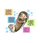 柴犬むぎのスタンプ（個別スタンプ：6）