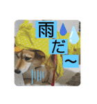柴犬むぎのスタンプ（個別スタンプ：7）