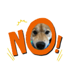 柴犬むぎのスタンプ（個別スタンプ：8）