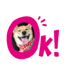 柴犬むぎのスタンプ（個別スタンプ：9）