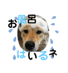 柴犬むぎのスタンプ（個別スタンプ：10）