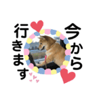 柴犬むぎのスタンプ（個別スタンプ：11）