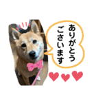 柴犬むぎのスタンプ（個別スタンプ：13）