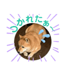 柴犬むぎのスタンプ（個別スタンプ：15）