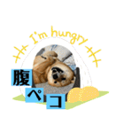 柴犬むぎのスタンプ（個別スタンプ：16）