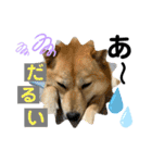 柴犬むぎのスタンプ（個別スタンプ：17）