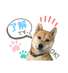 柴犬むぎのスタンプ（個別スタンプ：19）