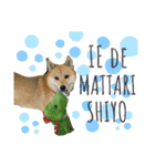 柴犬むぎのスタンプ（個別スタンプ：20）