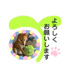柴犬むぎのスタンプ（個別スタンプ：21）
