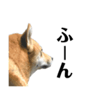 柴犬むぎのスタンプ（個別スタンプ：25）
