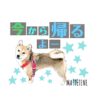 柴犬むぎのスタンプ（個別スタンプ：27）