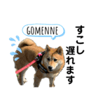 柴犬むぎのスタンプ（個別スタンプ：29）
