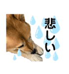 柴犬むぎのスタンプ（個別スタンプ：31）