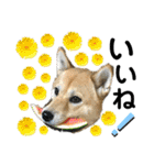 柴犬むぎのスタンプ（個別スタンプ：32）