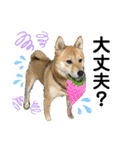 柴犬むぎのスタンプ（個別スタンプ：35）