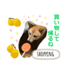 柴犬むぎのスタンプ（個別スタンプ：36）
