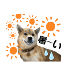 柴犬むぎのスタンプ（個別スタンプ：37）