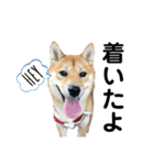 柴犬むぎのスタンプ（個別スタンプ：38）