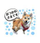 柴犬むぎのスタンプ（個別スタンプ：39）