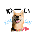 柴犬むぎのスタンプ（個別スタンプ：40）