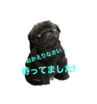 黒パグ 伊之助くん（個別スタンプ：2）