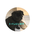 黒パグ 伊之助くん（個別スタンプ：3）