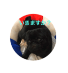 黒パグ 伊之助くん（個別スタンプ：4）