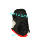 黒パグ 伊之助くん（個別スタンプ：7）