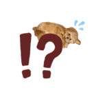 TEEchanSTAMP（個別スタンプ：4）