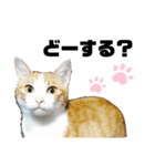 ねこときどきいぬねずみ（個別スタンプ：3）