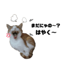 ねこときどきいぬねずみ（個別スタンプ：5）