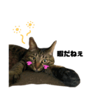 ねこときどきいぬねずみ（個別スタンプ：6）