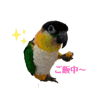 インコ ズグロシロハラ オカメ コザクラ（個別スタンプ：2）