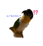 インコ ズグロシロハラ オカメ コザクラ（個別スタンプ：3）