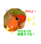 インコ ズグロシロハラ オカメ コザクラ（個別スタンプ：4）