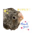 インコ ズグロシロハラ オカメ コザクラ（個別スタンプ：5）