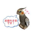 インコ ズグロシロハラ オカメ コザクラ（個別スタンプ：6）